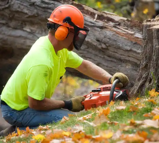 tree services Mentor